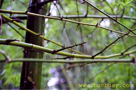 Bambusa sinospinosa