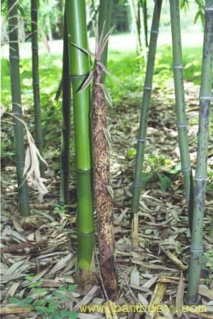 Phyllostachys bambusoides ´Tanake´ 3