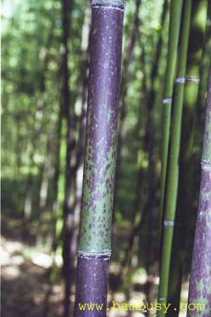 Phyllostachys bambusoides f lacrima_deae