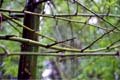 Bambusa sinospinosa