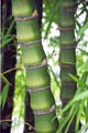 Bambusa vulgaris ´Wamin´
