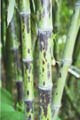 Phyllostachys bambusoides ´Tanake´ 1