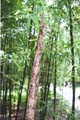 Phyllostachys bambusoides ´Tanake´ 2